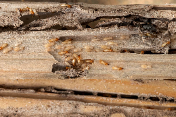 Flea Control Services in Arvin, CA