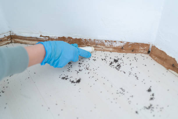 Best Flea Control Services  in Arvin, CA